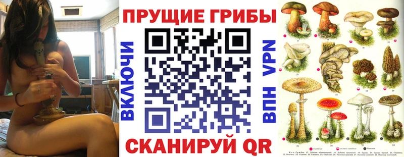 купить   Городище  Псилоцибиновые грибы Cubensis 